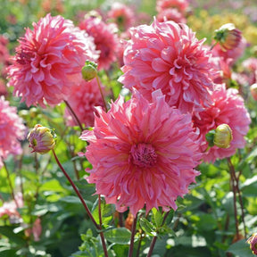 Dahlia Islander