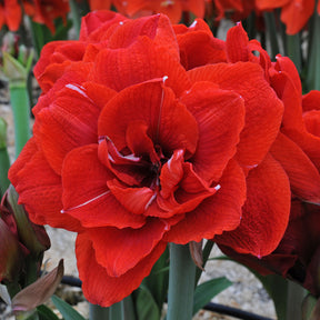 Amaryllis Cherry Nymph