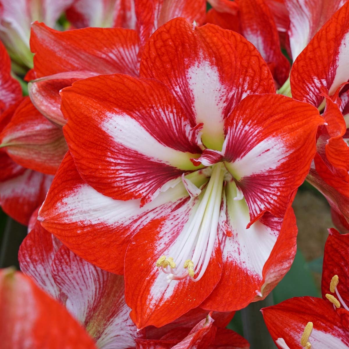 Amaryllis Pierrot