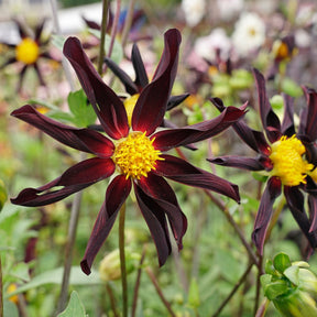 Dahlia Verrone's Obsidian