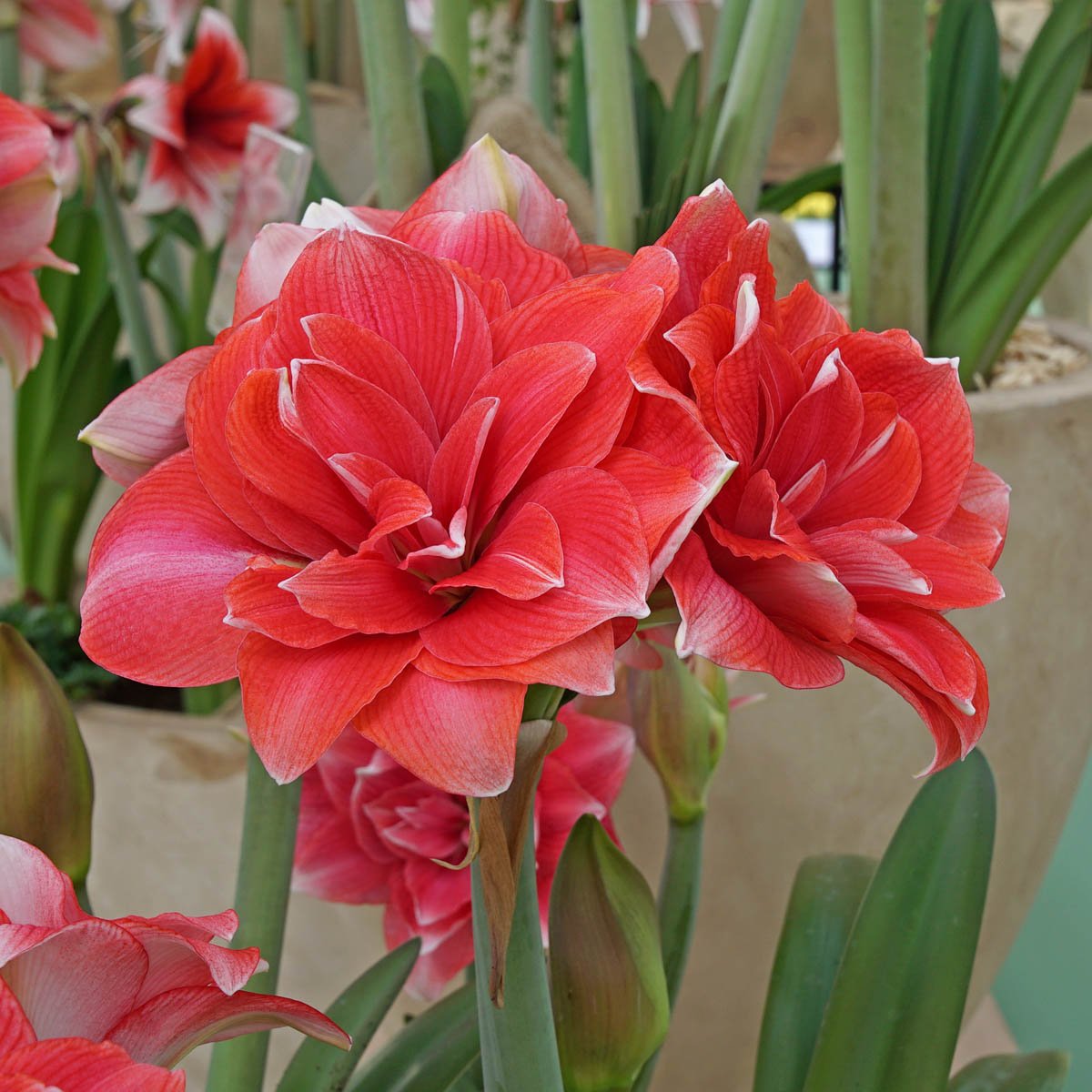 Amaryllis Double Dream - roze amaryllis - Fluwel