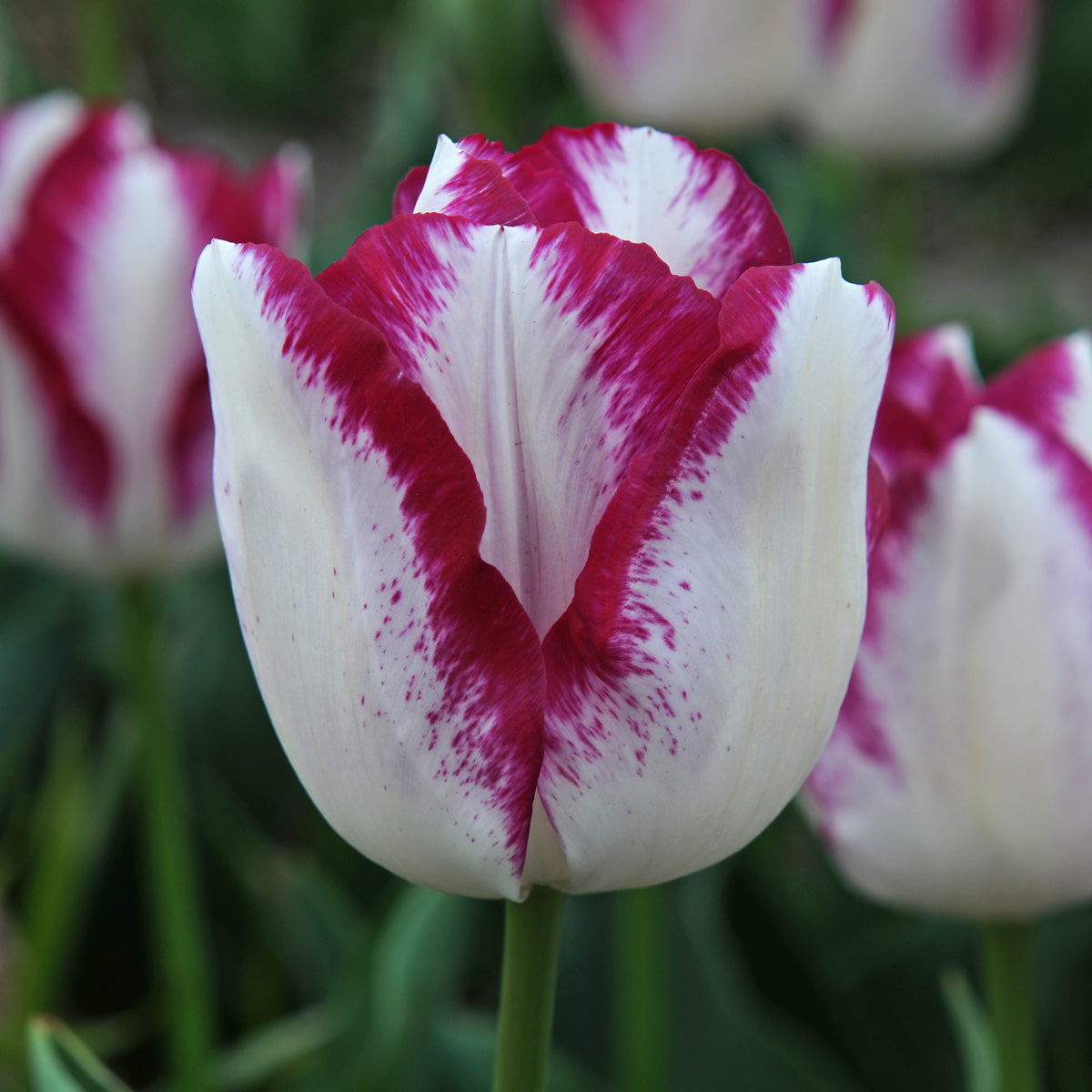 Tulipa Affair