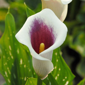 Zantedeschia Picasso