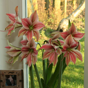 Amaryllis Exotic Star