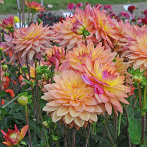 Dahlia Melody Dora