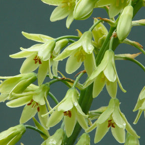 Galtonia viridiflora