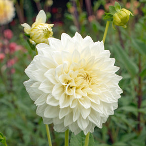 Dahlia White Perfection