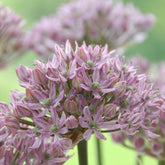 Allium Pink Jewel