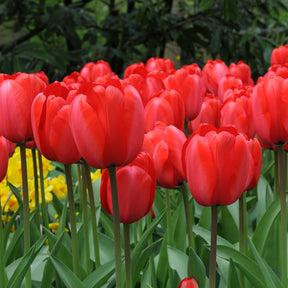 Red Impression
