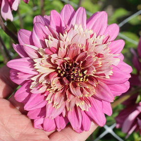 Dahlia Mambo