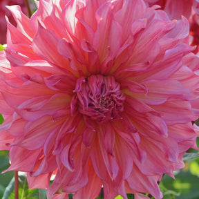 Dahlia Islander