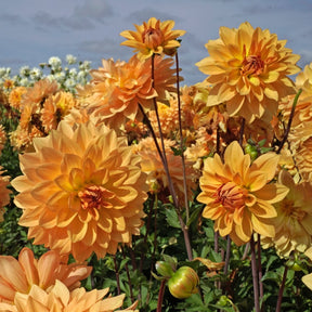 Dahlia Karma Gold