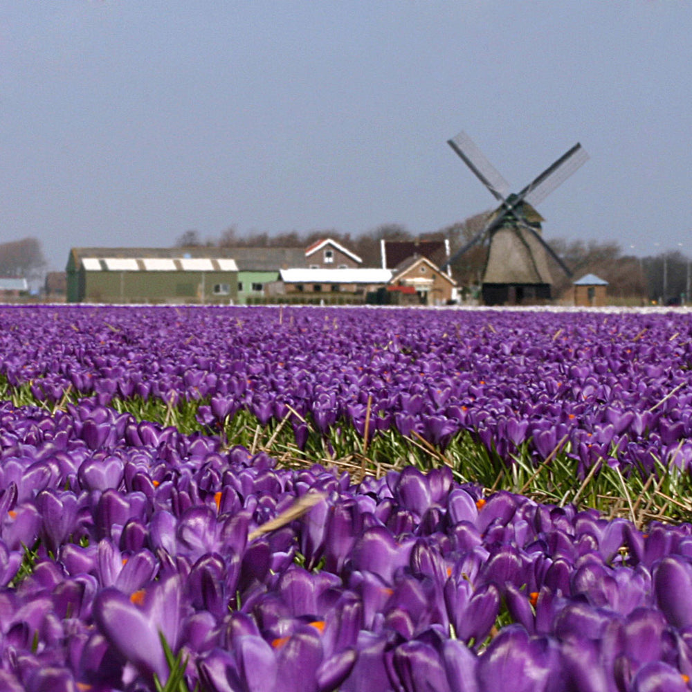 Crocus vernus Flower Record Fluwel