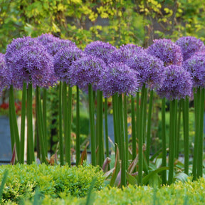 Allium Globemaster