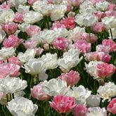 Mixture Tulipa Pink Cloud