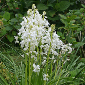 Hyacinthoides hispanica White City