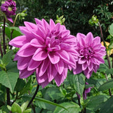 Dahlia Lilac Time