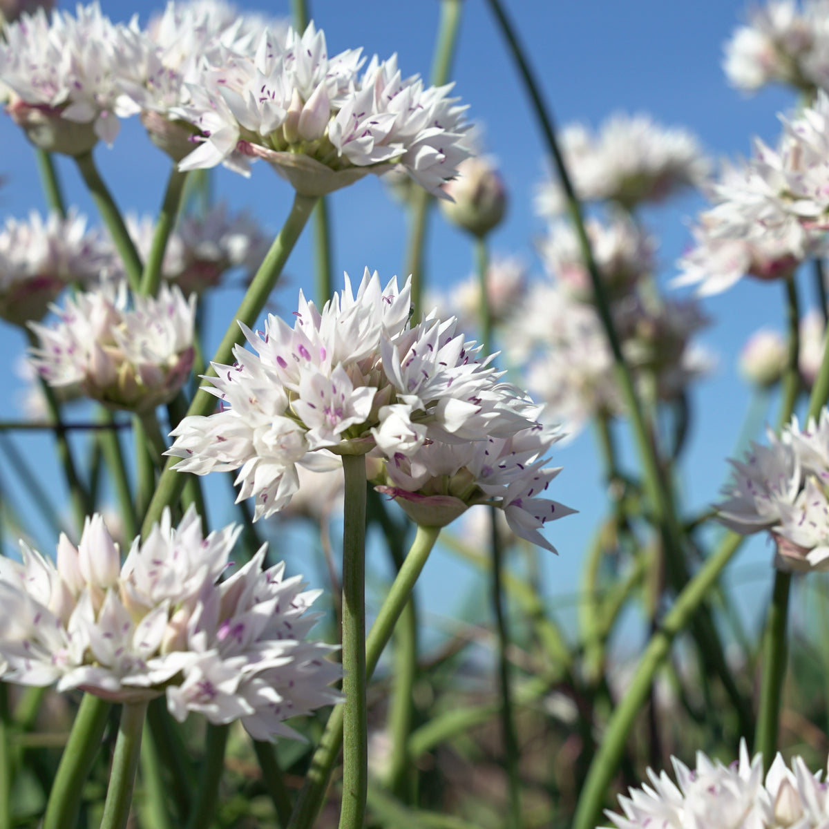 Allium Graceful Beauty