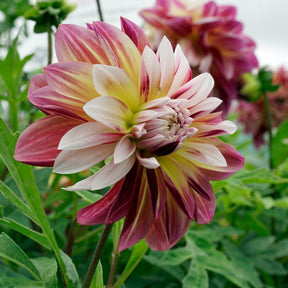 Dahlia Caribbean Fantasy