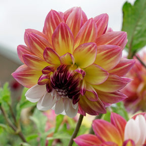 Dahlia Caribbean Fantasy