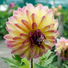 Dahlia Caribbean Fantasy