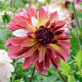 Dahlia Caribbean Fantasy