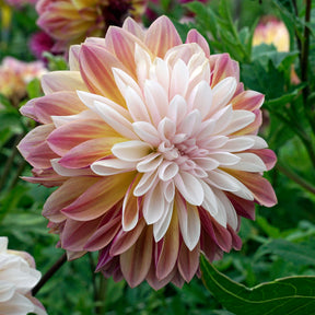 Dahlia Caribbean Fantasy