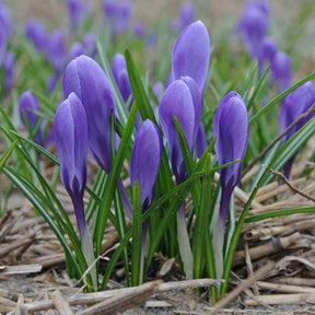 Crocus Aqua