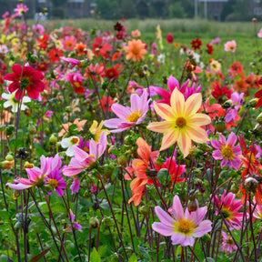 Dahlia Bee Friendly mixture