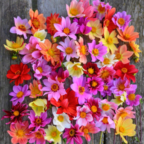 Dahlia Bee Friendly mixture