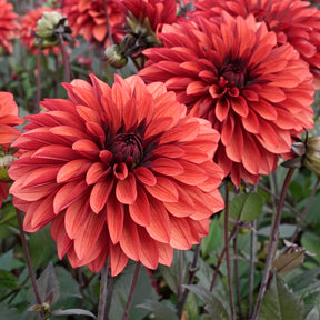 Dahlia Danique