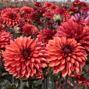 Dahlia Danique
