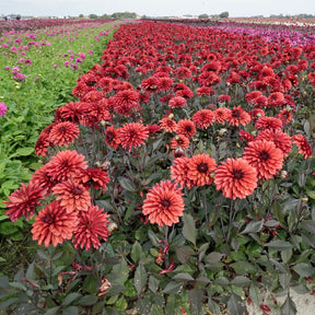 Dahlia Danique