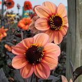 Dahlia Happy Single Kiss