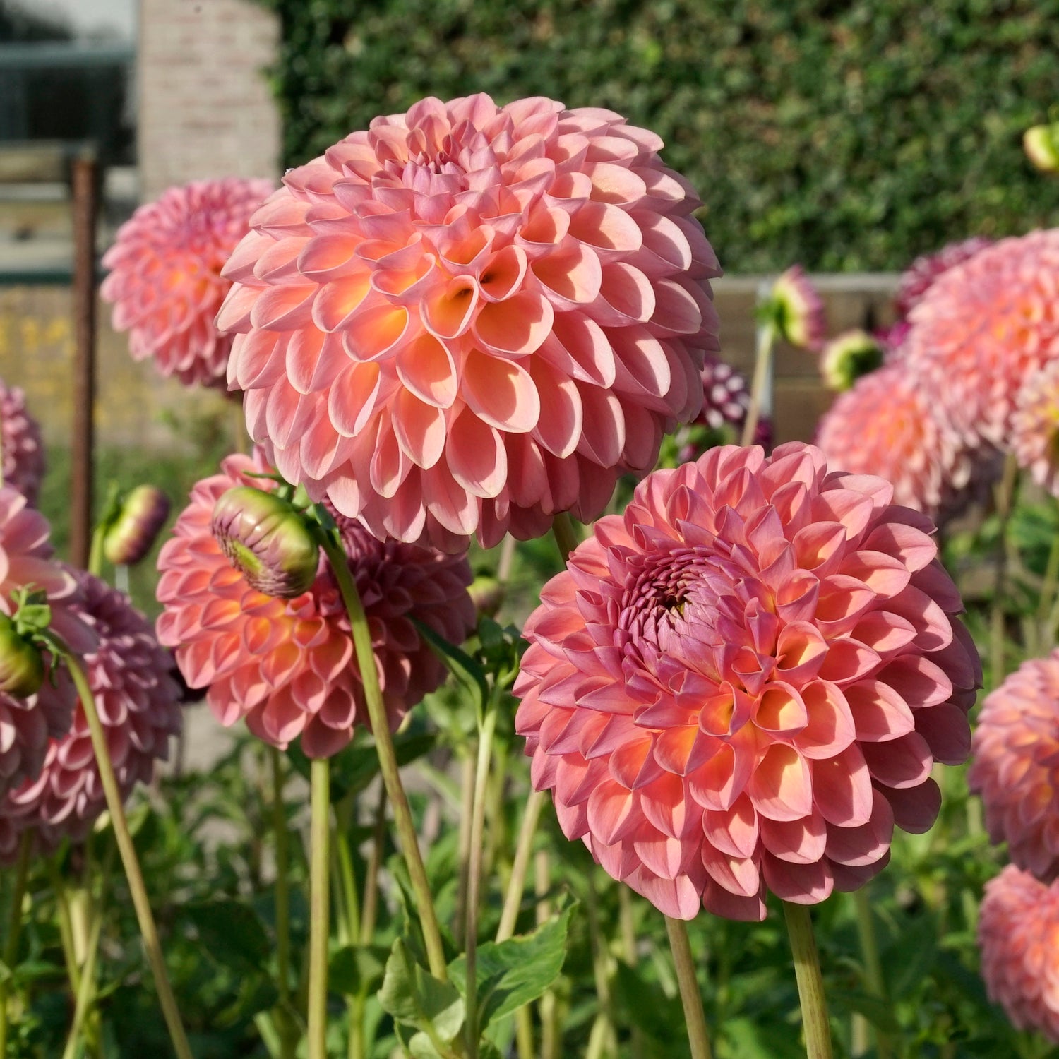 Dahlia Jowey Winnie Fluwel Dahlia Jowey Winnie Fluwel