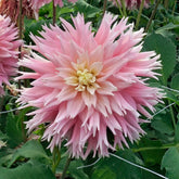 Dahlia Just Married