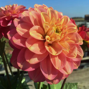 Dahlia Milena Fleur