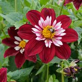 Dahlia Night Butterfly