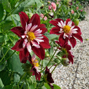 Dahlia Night Butterfly