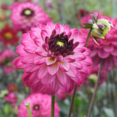 Dahlia Romantica