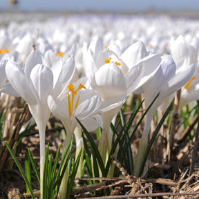 Crocus Ivory Princess