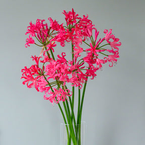 Nerine Pearls of Cherry