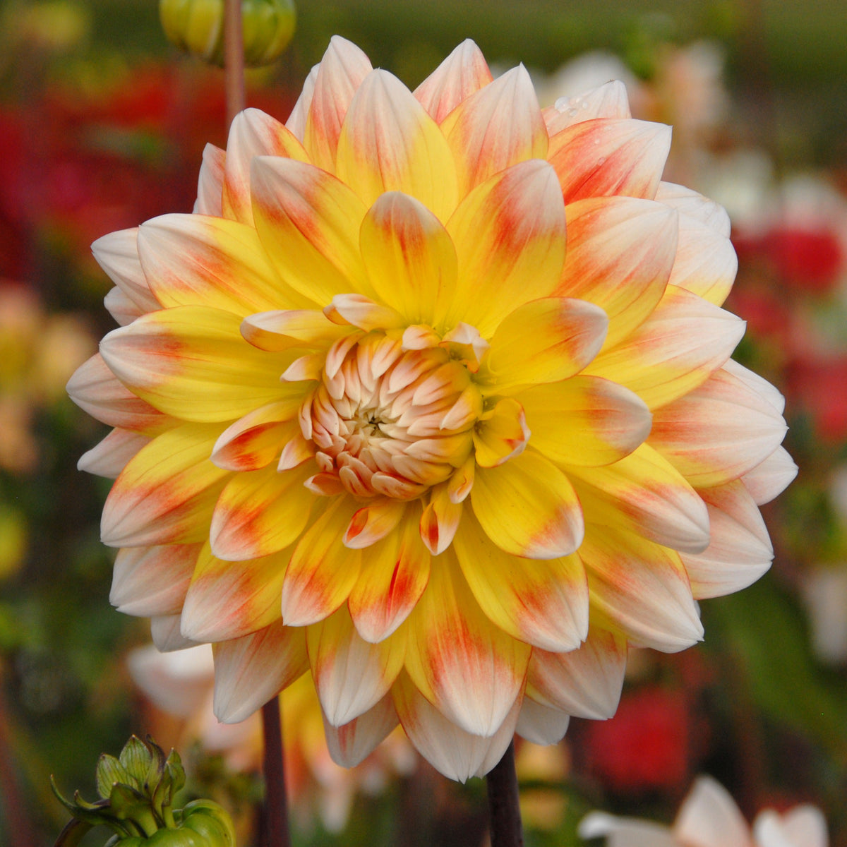 Dahlia Peaches and Cream