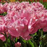 Pink Star