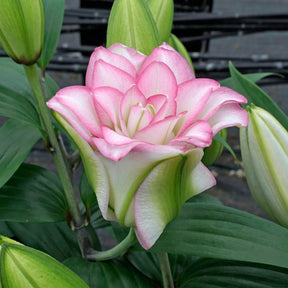 Lilium Roselily Anouska