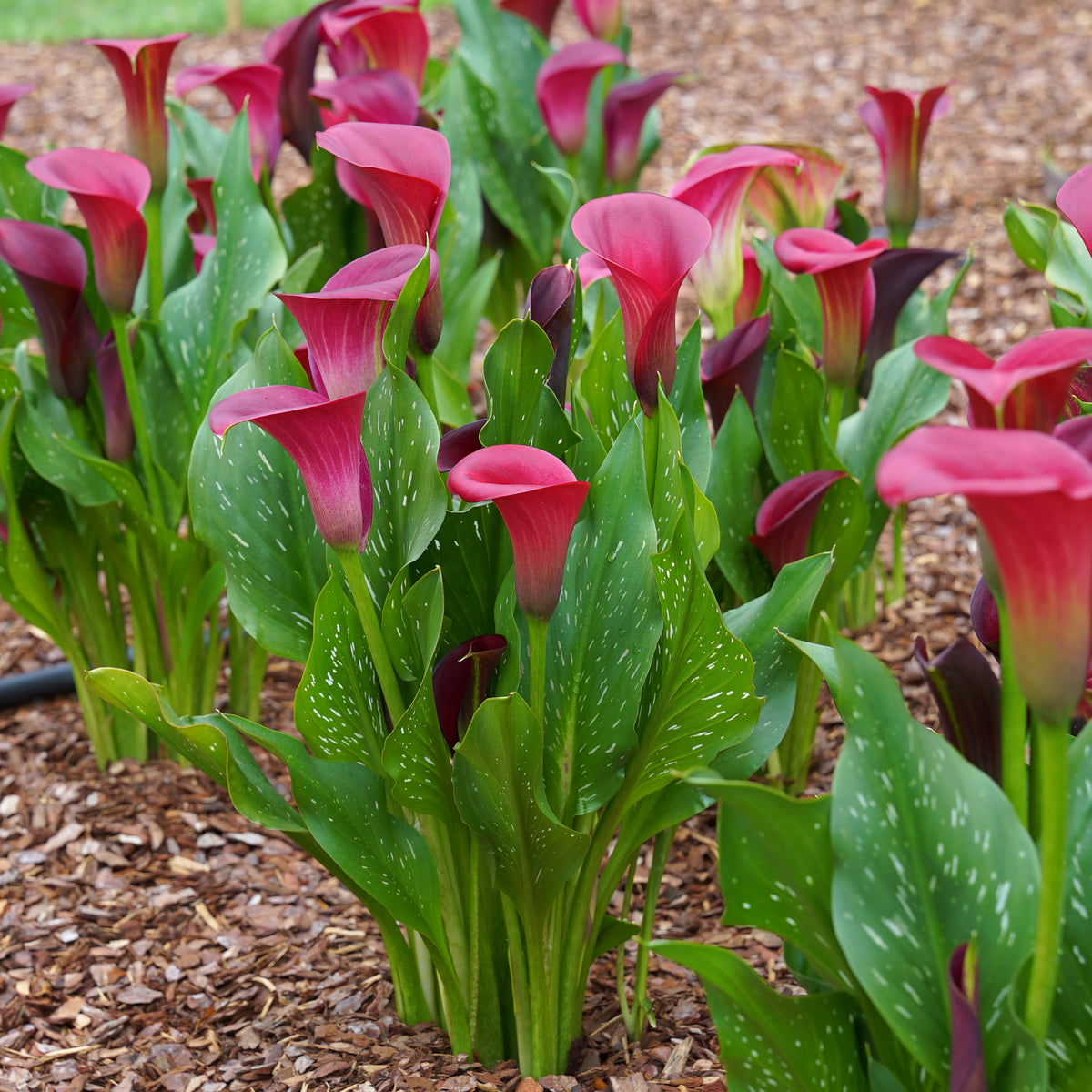 Zantedeschia Santiago