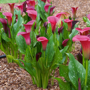Zantedeschia Santiago