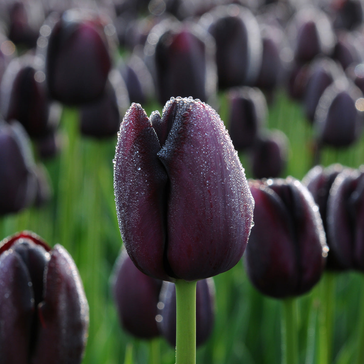 Tulipa Queen of the Night x40 - Tulipán Negro - Bulbos de flores perennes