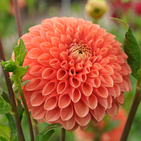 Dahlia Jowey Linda