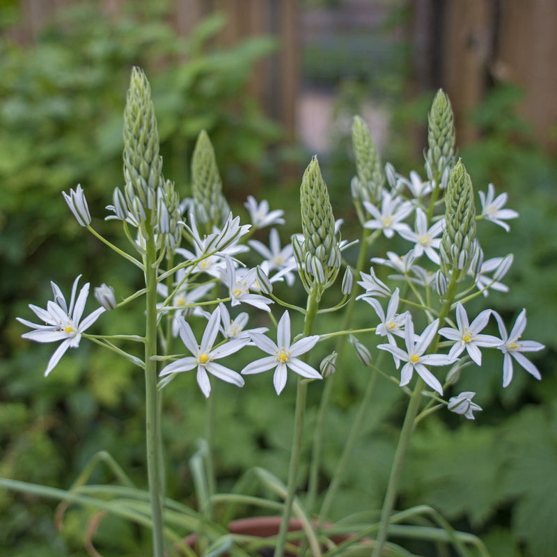 Ornithogalum nutans (Nodding Bird's Milk)